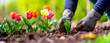 Hands planting tulips in soil, spring gardening hobby banner with copy space.
