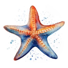 Watercolor-Style Starfish With White Background