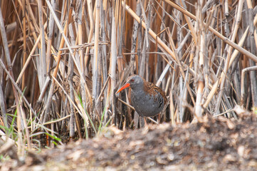 Poster - Water Rail (Rallus aquaticus) among the reeds.