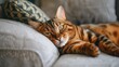 A beautiful Bengal Cat indoors lounging on a sofa with copy space