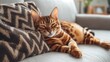 A beautiful Bengal Cat indoors sleeping on a sofa with copy space