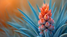  A Close Up Of A Blue And Orange Plant With Small Flowers On The Top Of It's Flower Head.