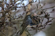 © Richard - Mourning Dove Sitting in a Bare Magnolia Tree During a Cold Winter Day