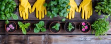 Colorful Flower Seedlings In Plastic Pots  For Planting With Yellow Garden Gloves On Wooden Table Background. Gardening Season