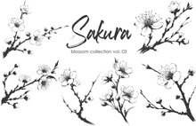 Cherry Flower Blossom Collection. Spring Almond, Sakura, Apple Tree Branch, Hand Draw Doodle Vector Illustration. Cute Black Ink Art, Isolated On White Background. Realistic Floral Bloom Sketch.