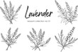 Lavender line art vector illustration set isolated on white. Flower black ink sketch. Modern minimalist hand drawn design.