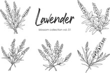 Lavender Line Art Vector Illustration Set Isolated On White. Flower Black Ink Sketch. Modern Minimalist Hand Drawn Design.