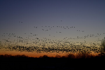 Canvas Print - Flock of Geese in a Sunset Sky