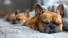 Two Adorable French Bulldogs Sleeping On A Bed In The Sun. 
