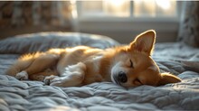 An Adorable Dog Sleeping On A Bed In The Sun. 
