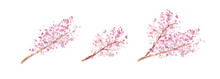 水彩画。水彩タッチの春の桜ベクターイラスト。Watercolor Painting. Spring Cherry Blossom Vector Illustration With Watercolor Touch. Cherry Blossoms With Petals In Full Bloom. Japanese Style Cherry Blossom Illustration.