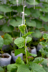 Sticker - Sweet melons growing in greenhouse