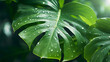 natural monstera leaves with bokeh spring lights background