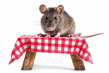 Rat Sitting On Picnic Bench, Isolated On White Background