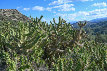 cactus in Cyprus in winter against the sky 2