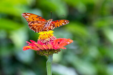Butterfly In Majestic Pose On A Red Zinnia Blossom In The Garden Spreading Its Wings Preparing For Flight - Gulf Fritillary Butterfly