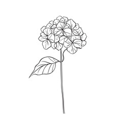 Poster - Elegant line drawing of a hydrangea flower. Illustration for invites and cards