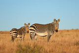 Fototapeta  - A Cape mountain zebra (Equus zebra) mare with foal, Mountain Zebra National Park, South Africa.
