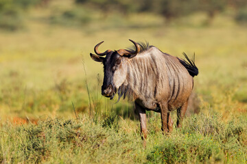 Canvas Print - A blue wildebeest (Connochaetes taurinus) in natural habitat, Mokala National Park, South Africa.