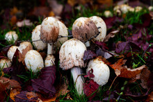 Group Of Shaggy Ink Cap Mushrooms Among Red And Purple Fall Leaves; Beautiful Composition Of Shaggy Mane Mushrooms On A Lawn