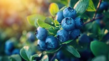 A Close Up Of Blueberries On A Bush With Green Leaves In The Foreground And A Bright Sun In The Background.