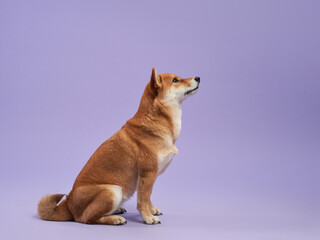 Canvas Print - A vigilant Shiba Inu sits attentively against a lavender backdrop, its gaze fixed in the distance. High quality photo