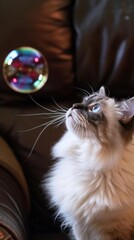 Poster -  a white cat sitting on top of a brown couch next to a bubble filled with a rainbow colored liquid on top of it.