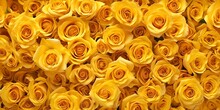 Vibrant Yellow Roses Background. Perfect For Greetings Or Celebrations. Beautiful Floral Texture. AI