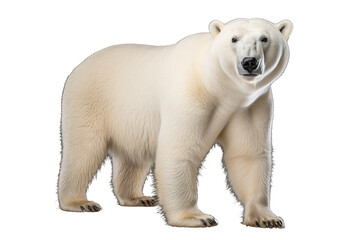 a majestic polar bear walking isolated on transparent background