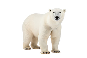 Wall Mural - a majestic polar bear walking isolated on transparent background