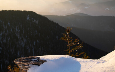 Wall Mural - Beautiful landscape with snow covered fir trees and snowdrifts.