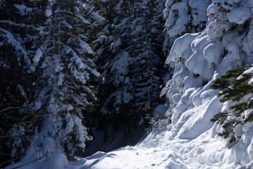 Wall Mural - Beautiful landscape with snow covered fir trees and snowdrifts.