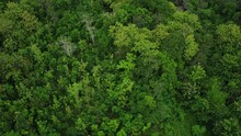 Aerial Drone View Of Tropical Green Rainforest. Top Down View And Circle Drone Shoot Movement Of Woodland. Lush Trees In Rural Areas.