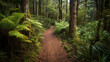 New Zealand north island forest footpath