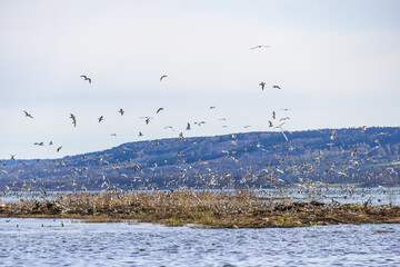 Wall Mural - Flying Black headed gulls on an island at a lake