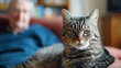 Portrait of grey tabby cat and owner in the background