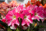 Hippeastrum Neon. Hippeastrum. Flower of Holland. Amaryllis variety Neon. Amaryllidaceae. Dutch flowers. Diamond group amaryllis flower. Neon Rose Pink flower