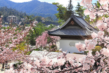 Poster - Pavilion in Itsukushima shrine and sakura blossom trees. Sakura blossom season in Miyajima island, Hiroshima, Japan. Traditional japanese hanami festival. Spring cherry blossoming season in Asia