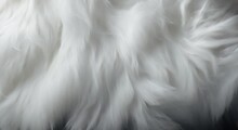 White Cat Fur Texture Background