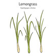 Lemon grass (Cymbopogon citratus), edible and medicinal plant