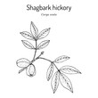 Shagbark hickory (Carya ovata), edible and medicinal plant