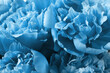 Beautiful turquoise peonies as background, closeup view