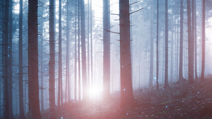 Wall Mural - Magic blue purple light in foggy forest fairytale with illustrated glowy fireflies .