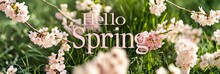 "HELLO SPRING" Text Surrounded By Cherry Blossoms On A Vibrant Moss Bed, Capturing The Essence Of The Season
