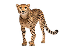 A Cheetah Standing On A White Background