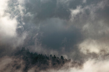 Wall Mural - Misty landscape with fir forest