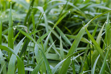 Wall Mural - background of dew drops on bright green grass