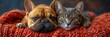 Cat Dog British Kitten French Bulldog, Desktop Wallpaper Backgrounds, Background HD For Designer
