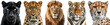 Big cat collection, portraits of a black panther, leopard, african lion, bengal tiger and a cheetah, isolated on a white background, animal bundle