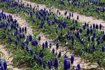 Poster - Lush blue flowers of Armenian grape hyacinths in April